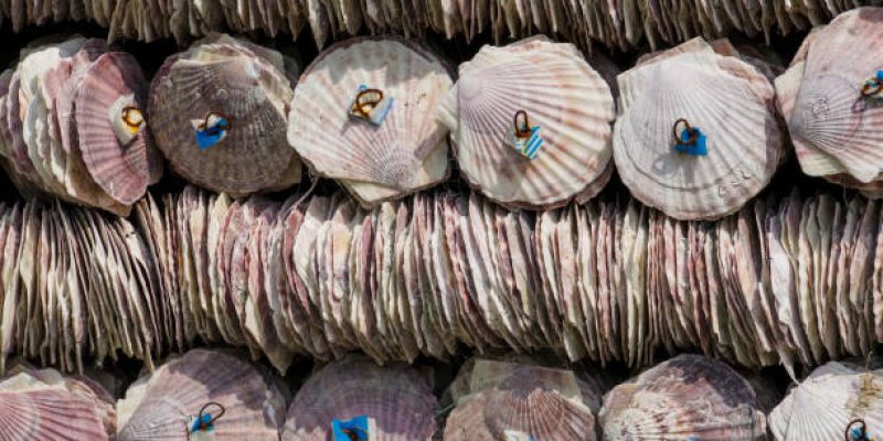 Scallop shells used for oyster farming